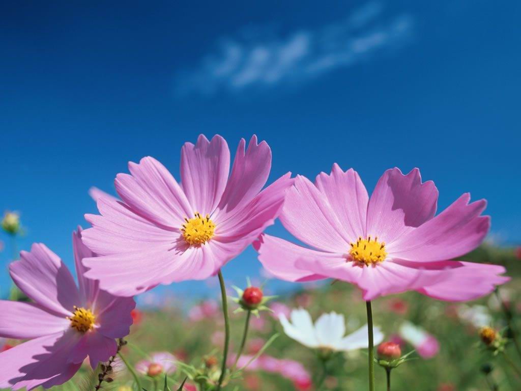 Cosmos Flower - 1024x768 Wallpaper - teahub.io