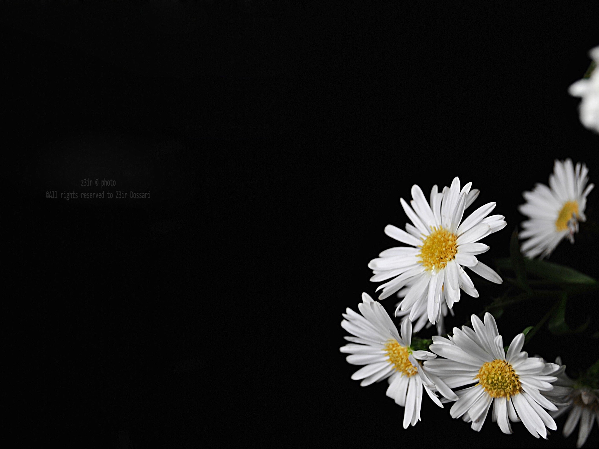 Flowers Picture Blooming Little Flowers Put Against - White Flowers With Black Background - HD Wallpaper 