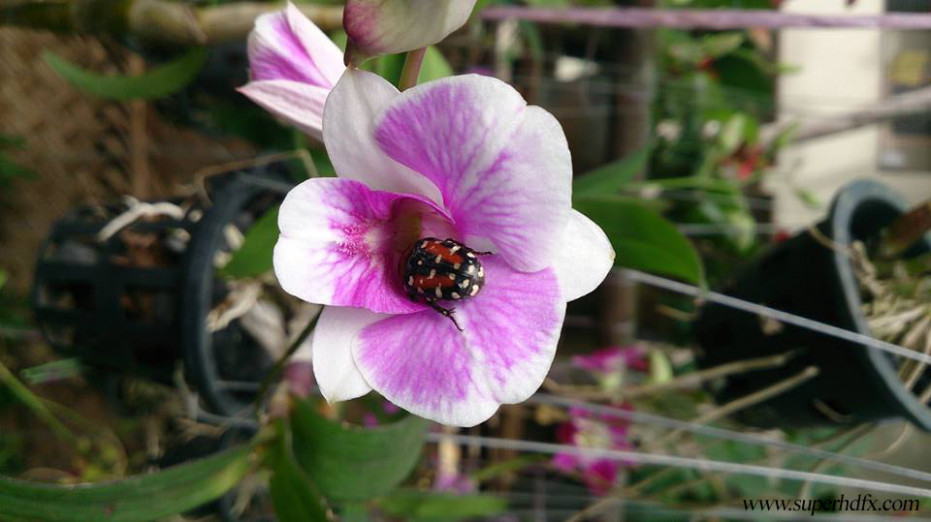 Rare Cute Flower Wallpaper - HD Wallpaper 