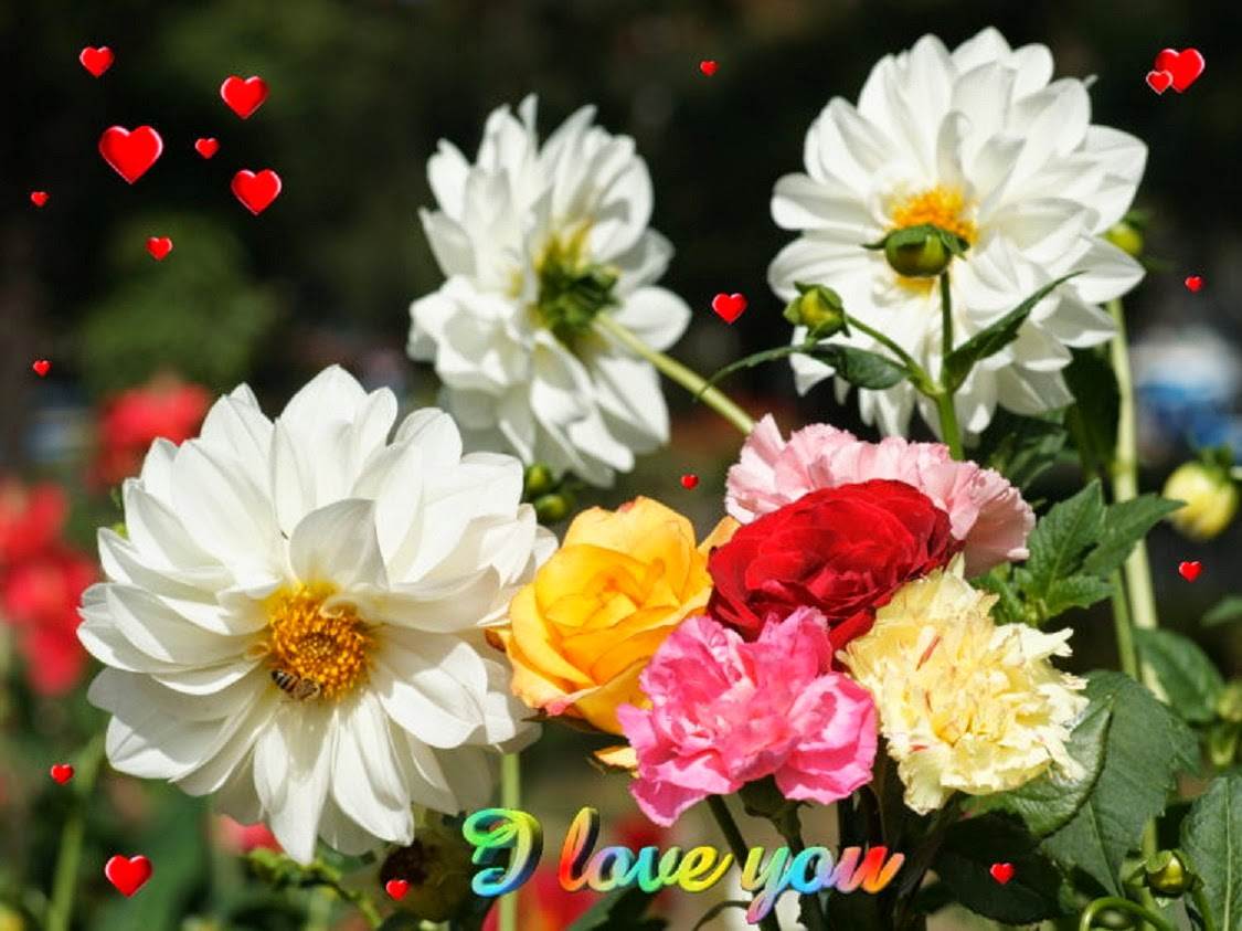 Beautiful Flowers Wallpaper Free Download Page - Subha Bakhair Good Morning - HD Wallpaper 