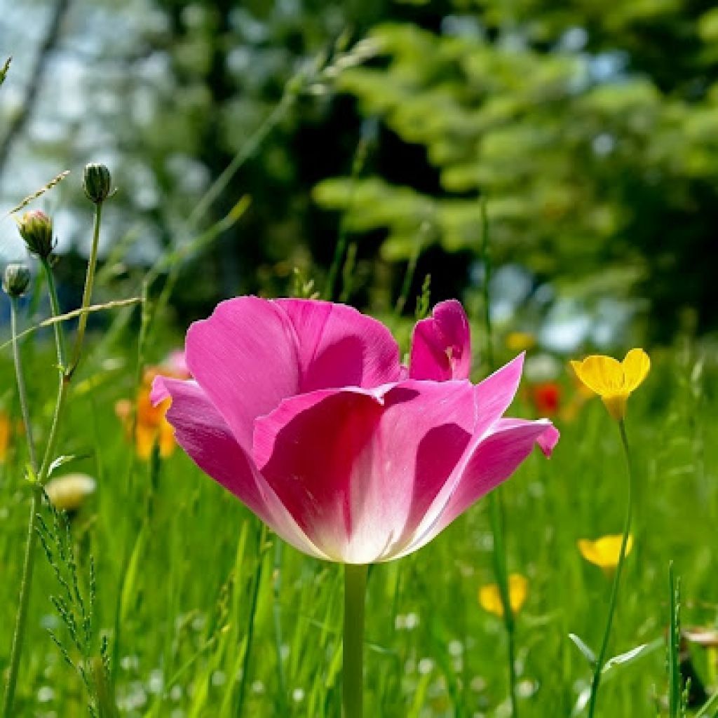 Beautiful Flower Wallpaper Free Download - All Hd Wallpaper Flower - 1024x1024 Wallpaper Beautiful Flower Wallpaper Free Download - All Hd Wallpaper Flower - 1024x1024 Wallpaper