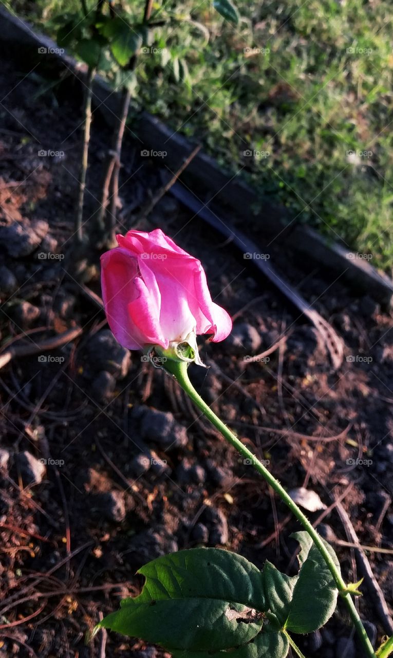 Garden Roses - HD Wallpaper 