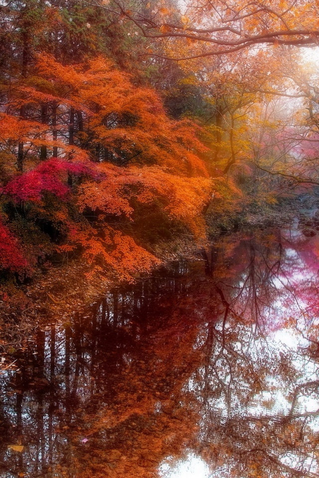 Beautiful Autumn Forest - HD Wallpaper 