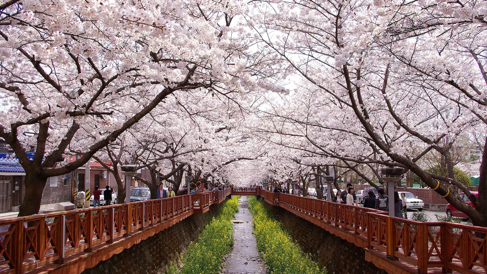 Spring Season In Korea - HD Wallpaper 