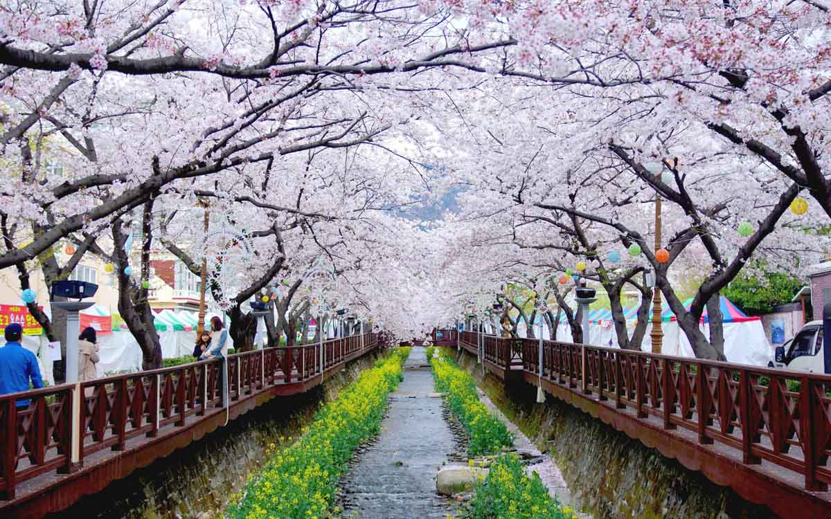 Jinhae Cherry Blossom - Best Time To Visit In Korea - HD Wallpaper 