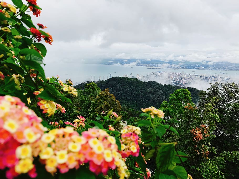 Malaysia, Penang Hill, Bukit Bendera, Flowers, Forest, - Iphone Wallpaper Penang Bukit Bendera - HD Wallpaper 