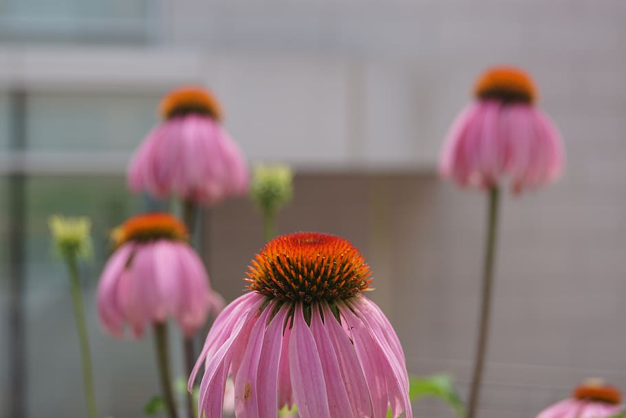Flower, Beautiful Scene, Seoul National University, - Purple Coneflower - HD Wallpaper 