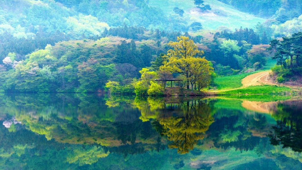 Beautiful Forests In South Korea - HD Wallpaper 