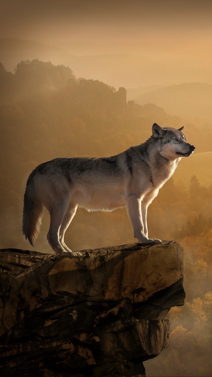 S9 Plus Hd Wallpaper Wolf - HD Wallpaper 