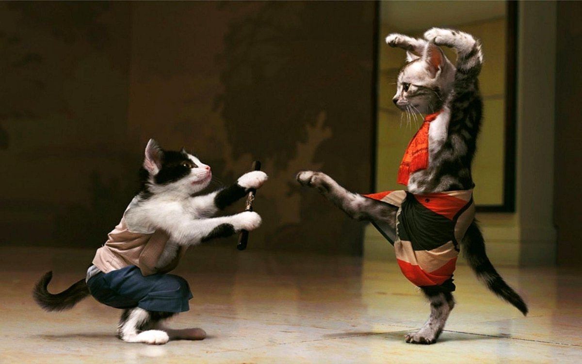 Kung Fu Cat - HD Wallpaper 
