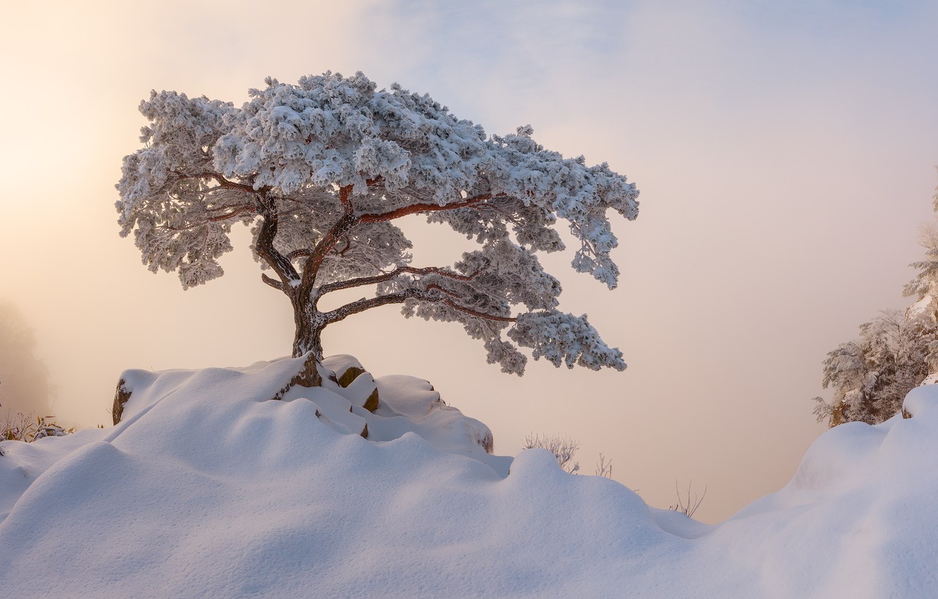 Photo Wallpaper Winter, Snow, Fog, Tree, Morning, Korea - Winter Korea - HD Wallpaper 