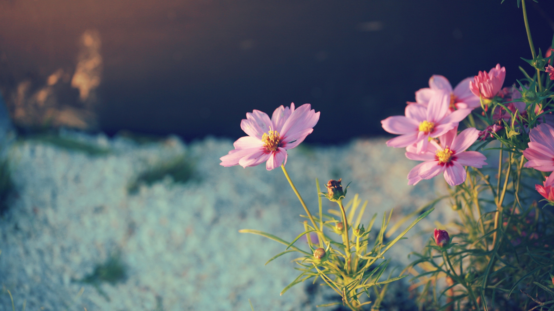 Wallpaper Flowers, Petals, Green, Night, Nature - Vs239h P - HD Wallpaper 