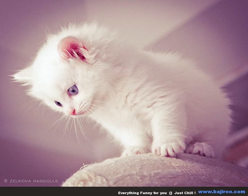 Wallpaper Kucing Lucu Hd - White Kitten With Purple Eyes - HD Wallpaper 