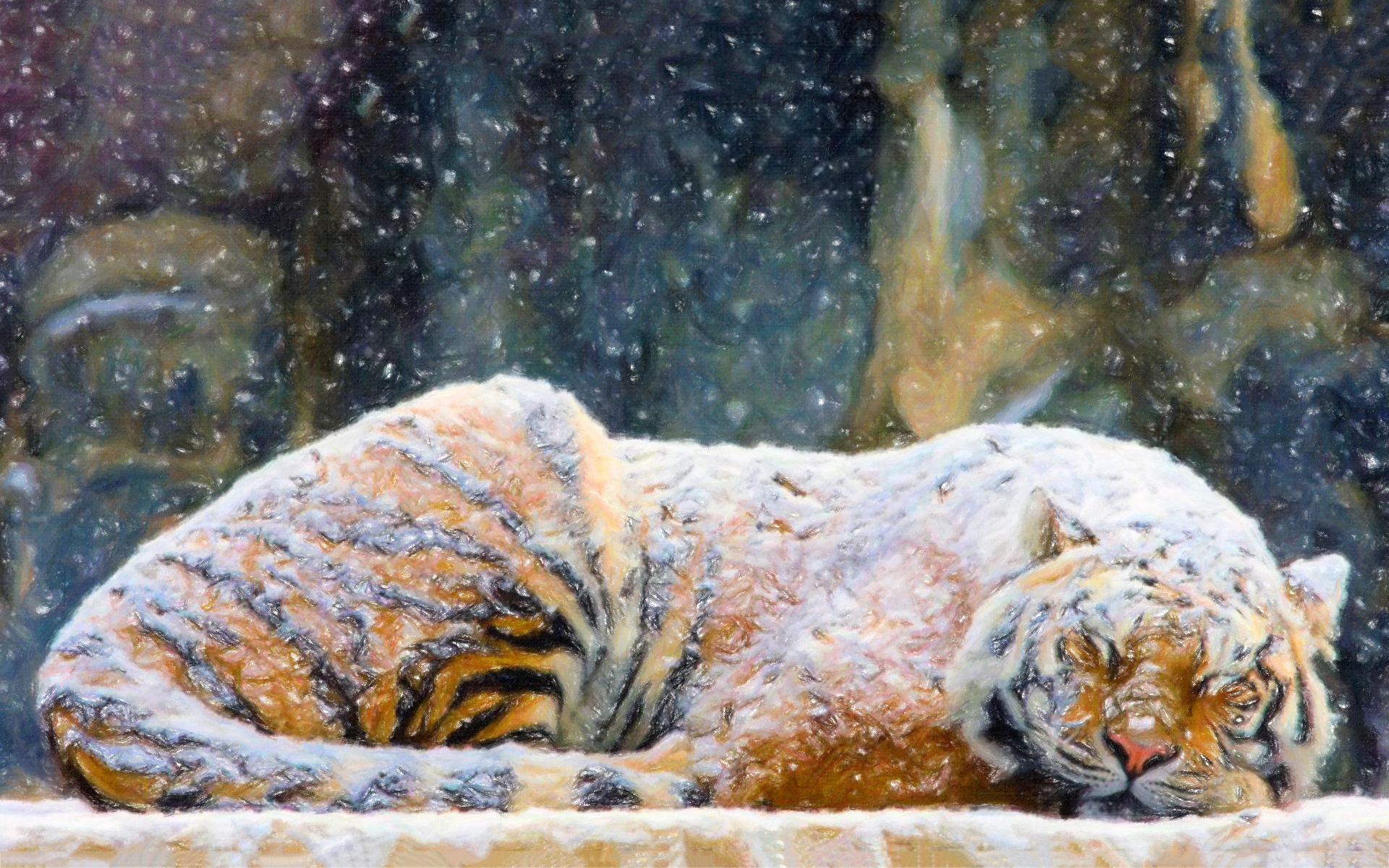 Tiger Snow - HD Wallpaper 