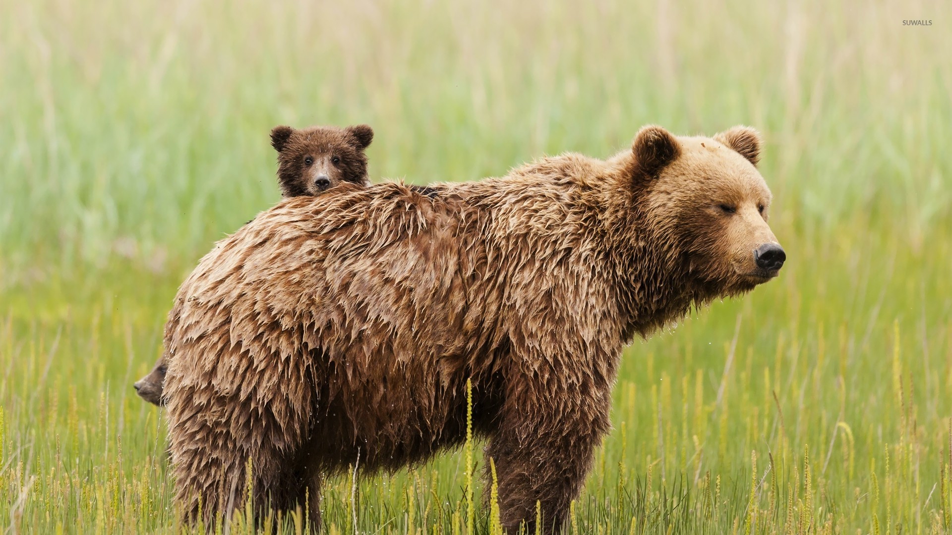 1920x1080, Bear With Cubs Wallpaper 
 Data Id 328333 - Bear Cub - HD Wallpaper 