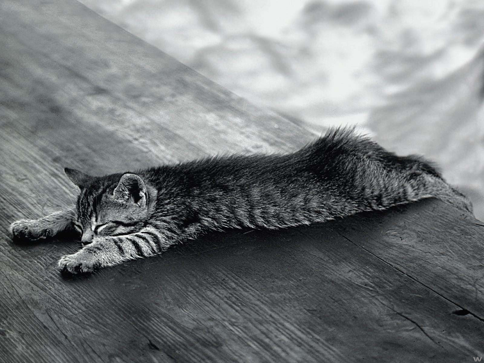 Cat, Black And White, And Animal Image - Lazy Cat - HD Wallpaper 