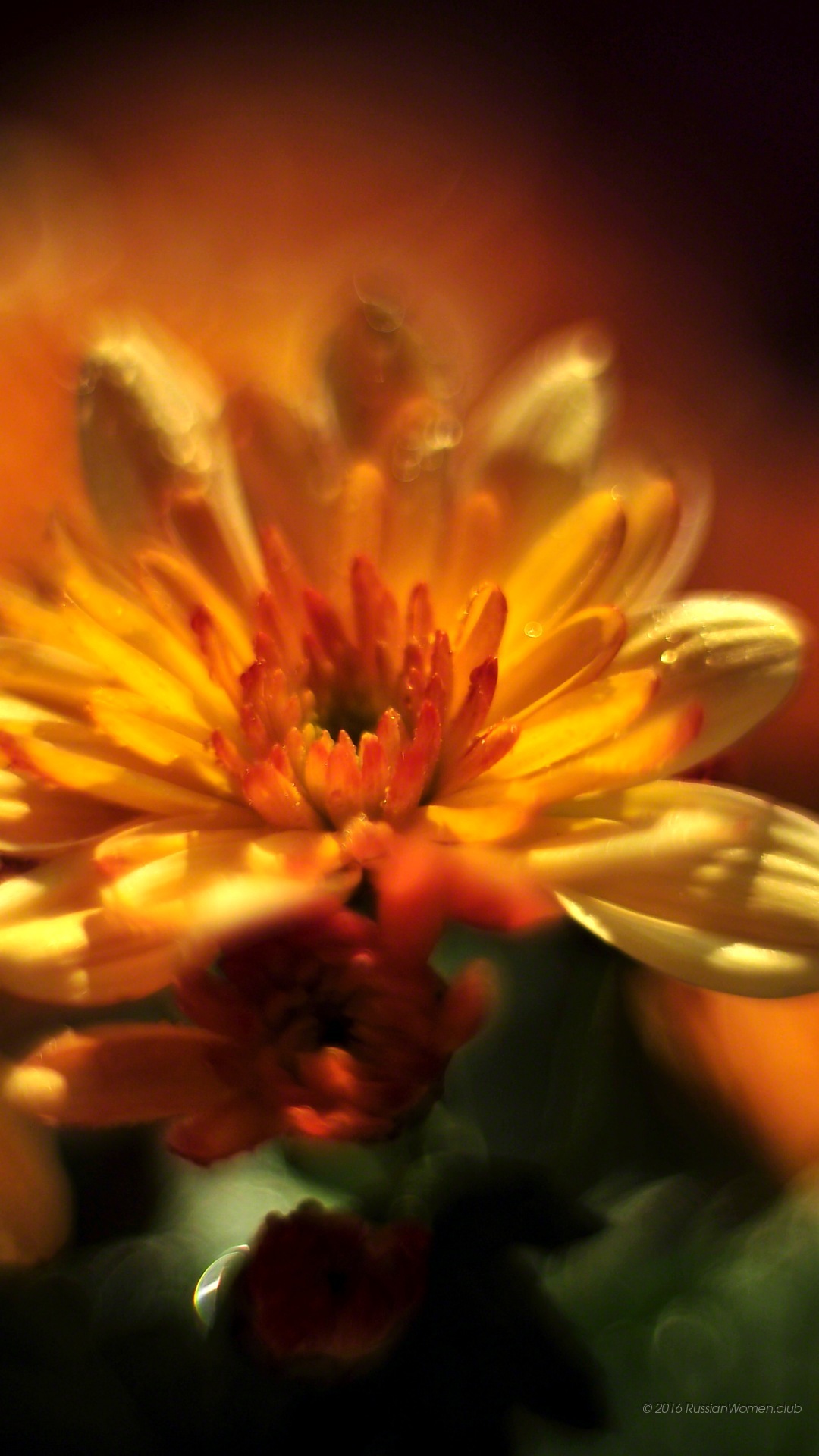 Oppo F1 Plus Background - Fondo De Pantalla Para Celular J2 Prime - HD Wallpaper 