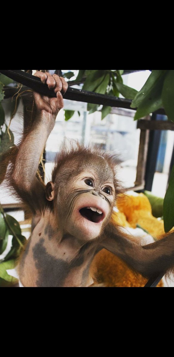 Rhesus Macaque - HD Wallpaper 