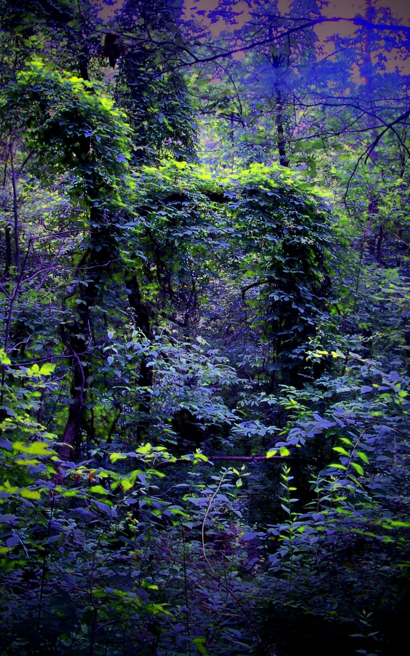 Wallpaper Night, Forest, Nature - Night Hd Wallpapers Nature 1080p - HD Wallpaper 