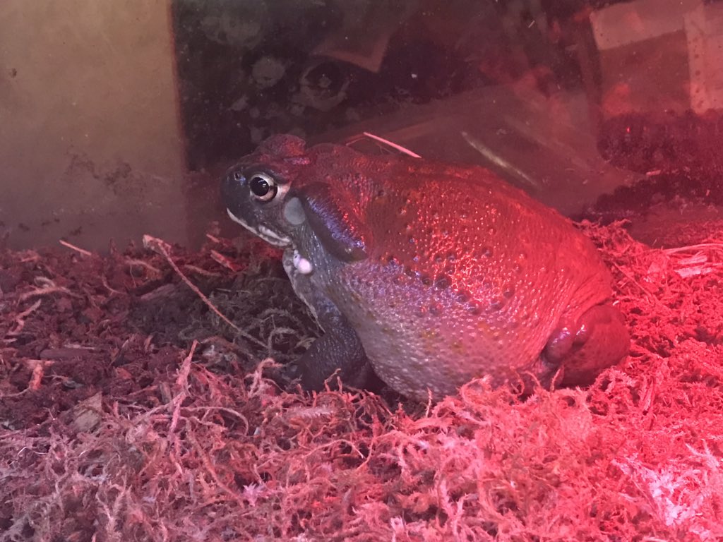 True Frog - HD Wallpaper 