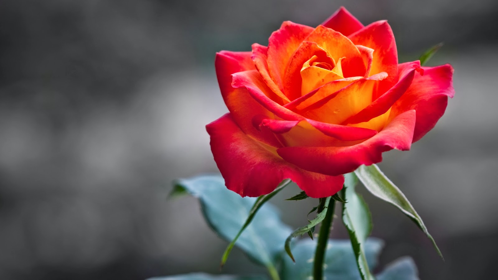 Orang Rose Wallpaper - Hd Picture Of A Rose - HD Wallpaper 