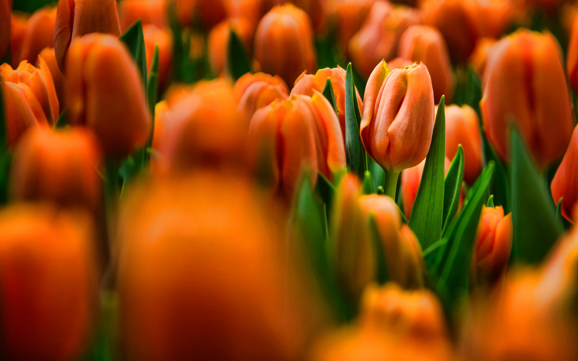 Orange Tulips, Bokeh, Hdr, Summer, Field Of Flowers, - Fond D Écran Fleur Orange - HD Wallpaper 