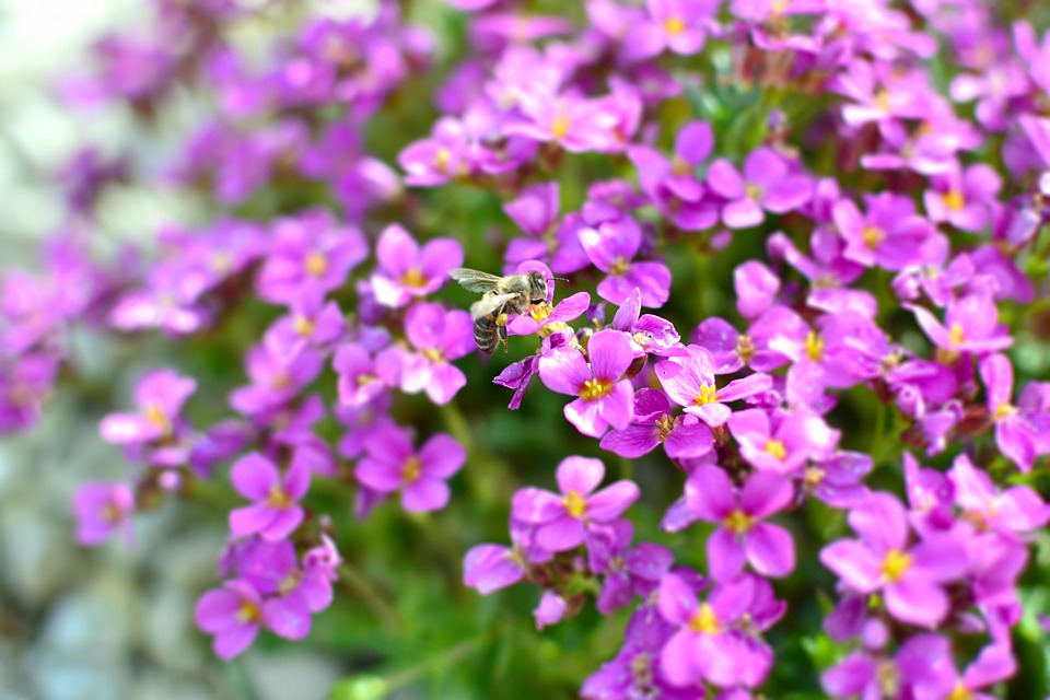 Gambar Background Bunga Blur - HD Wallpaper 