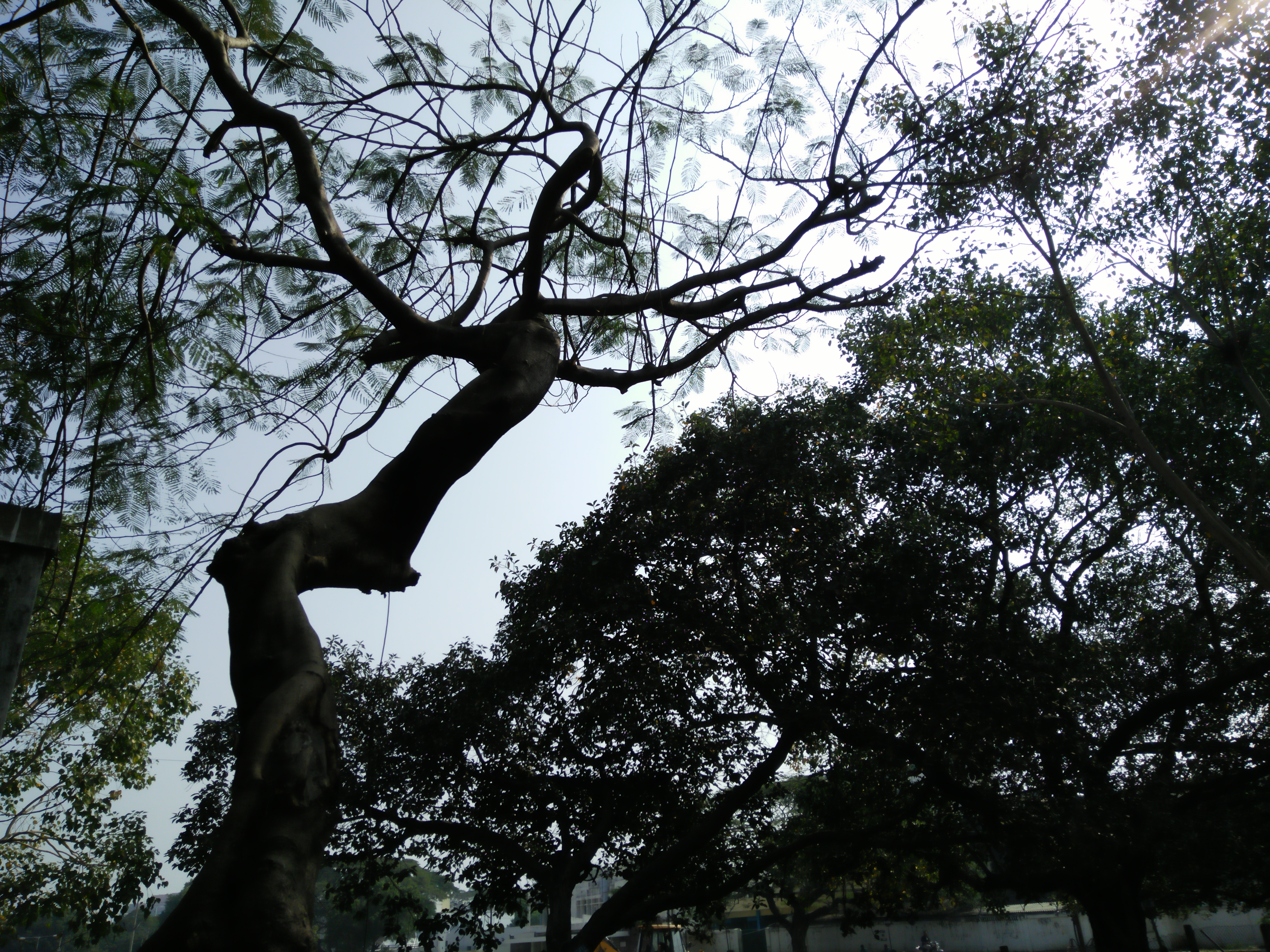 Oppo F1 Sample 11 Ultra Hd - HD Wallpaper 