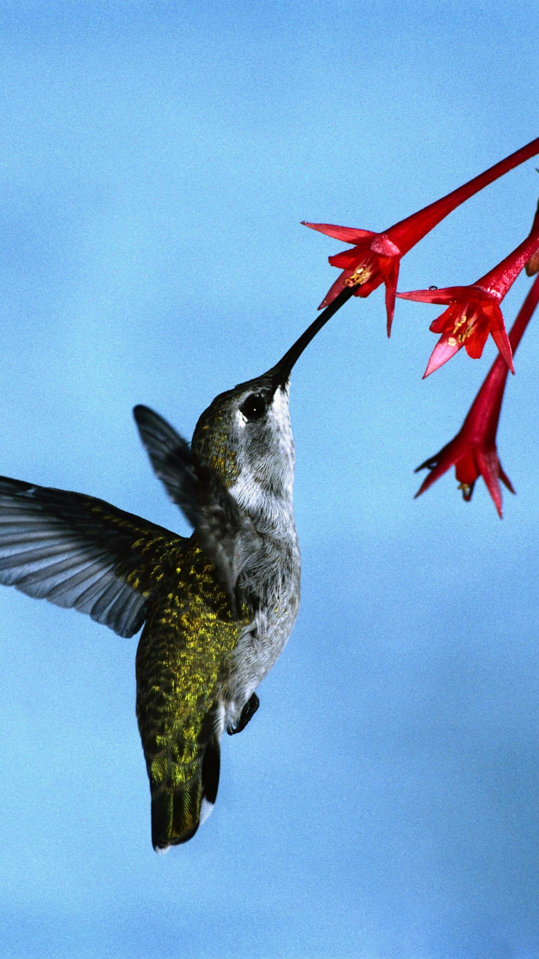 Iphone Wallpaper Beautiful Birds For Plus Birds-hummingbirds - Honey Bird On Flower - HD Wallpaper 