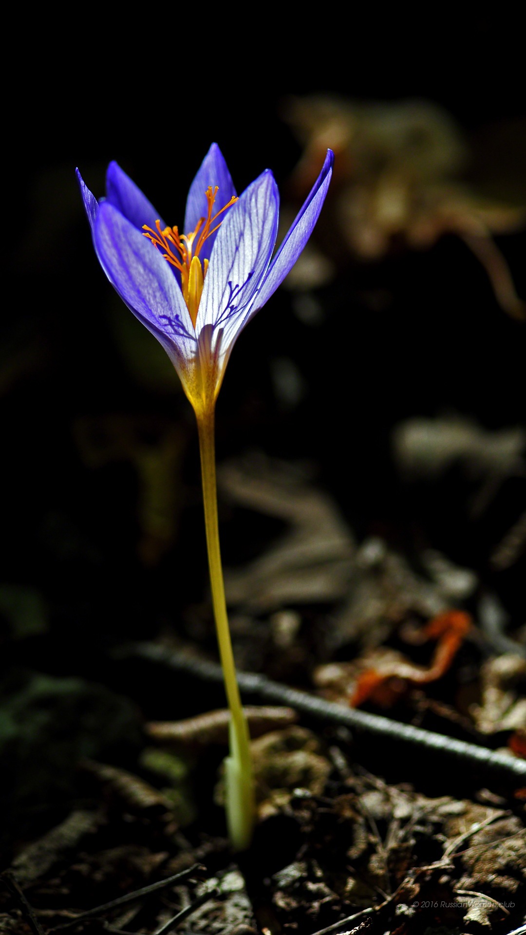 Xiaomi Redmi Note 3 Background - Pour Fond D Écran Huawei - HD Wallpaper 