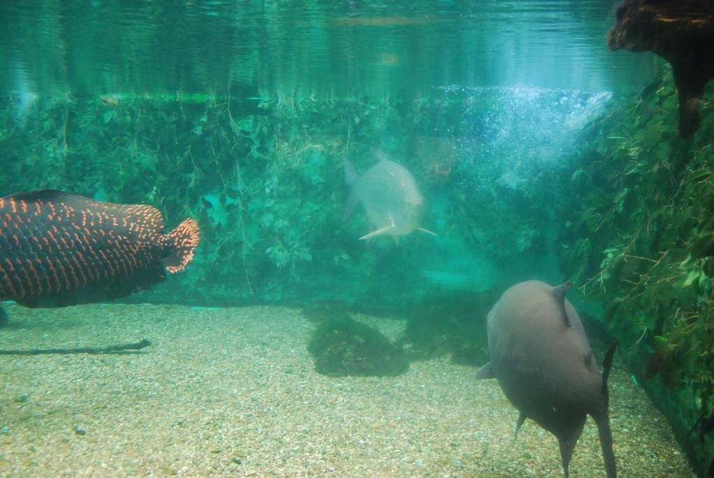 Underwater - HD Wallpaper 