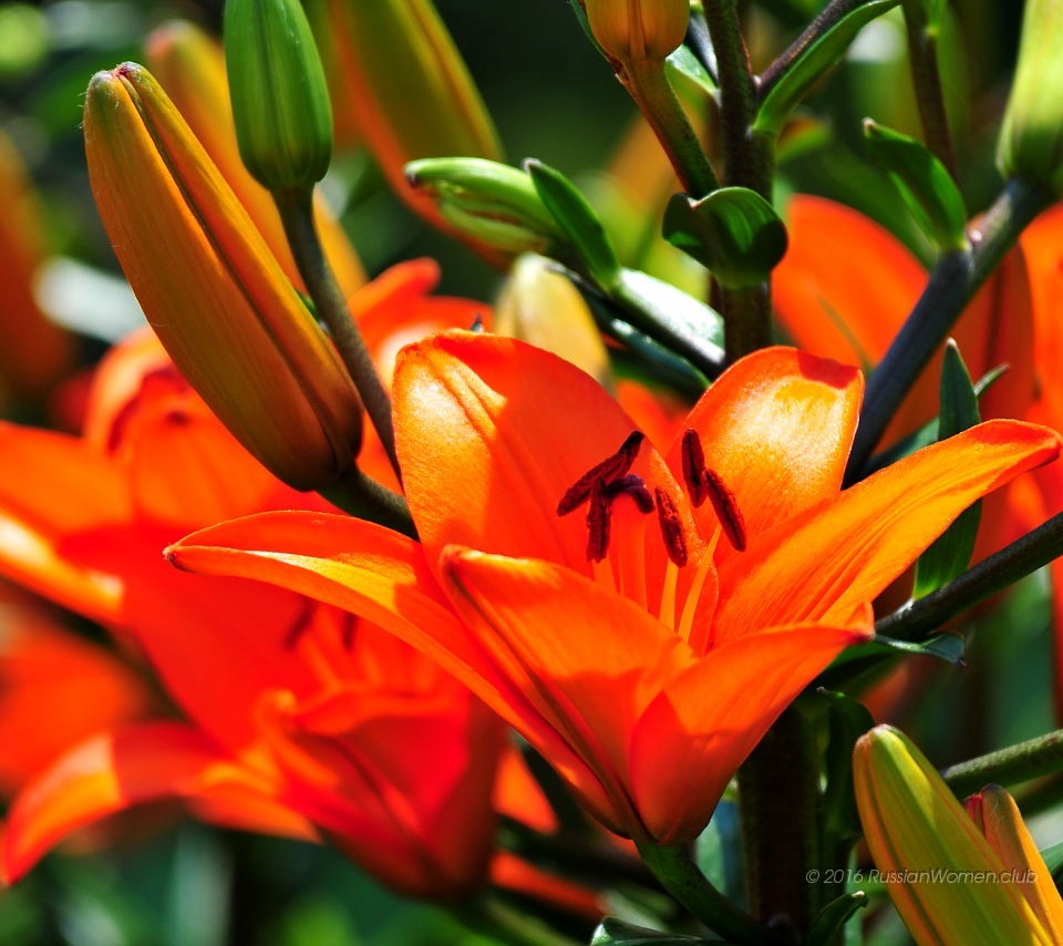 Full Size Wallpapers For Android Wallpaper 960x854 Wallpaper