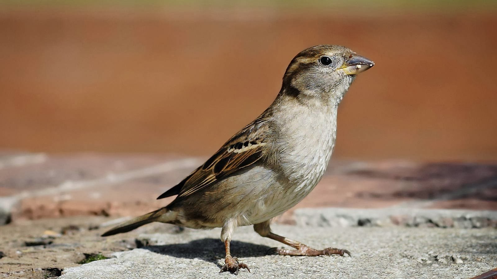 Sparrow Wallpapers Hd - Does It Mean When A Bird Flies Into Your Window - HD Wallpaper 