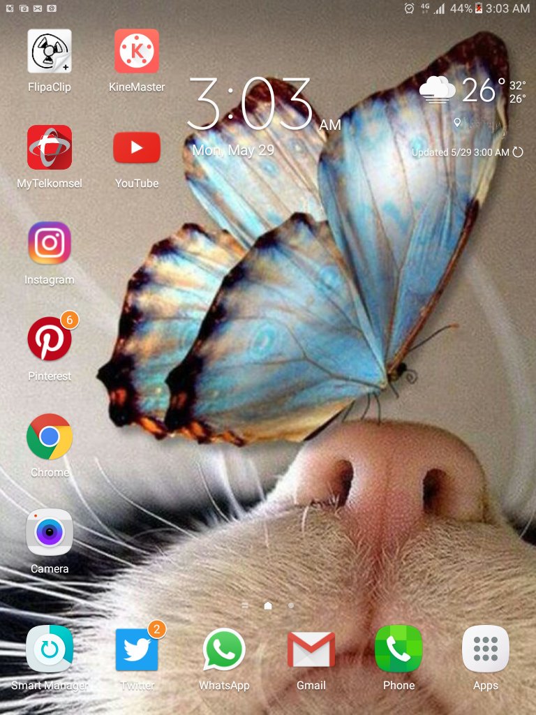 Katze Mit Schmetterling Auf Der Nase - HD Wallpaper 