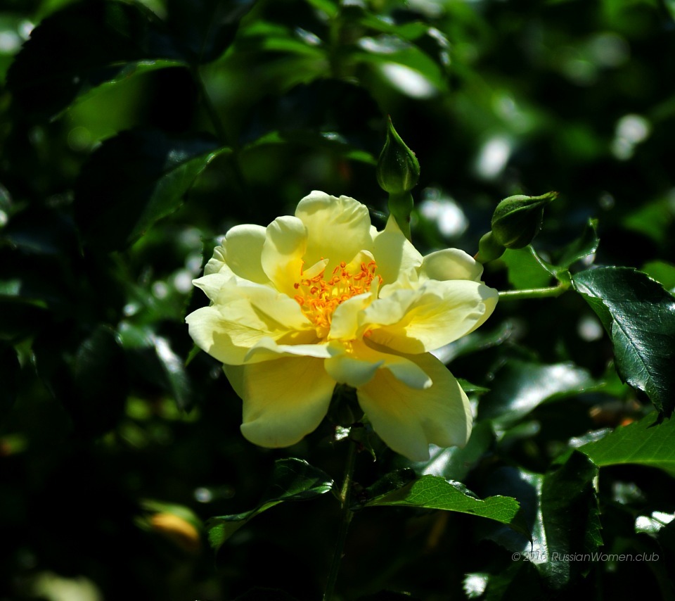 Full Size Wallpapers For Android - Pozadie Na Plochu Ruže - HD Wallpaper 