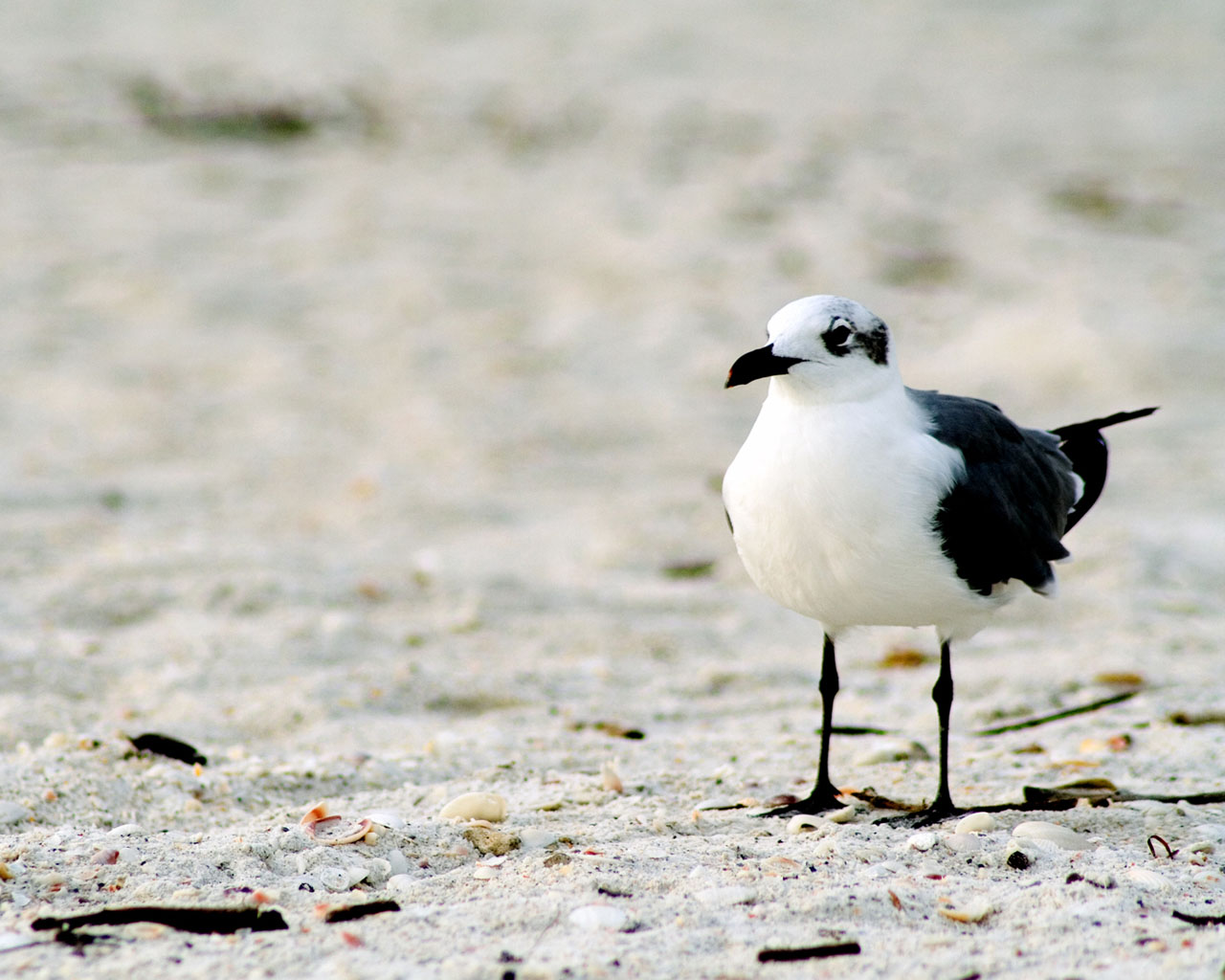 Gaviotas - HD Wallpaper 