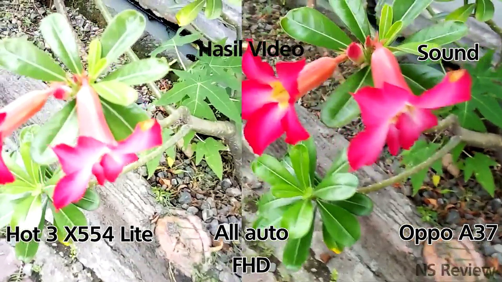 Desert Rose - HD Wallpaper 