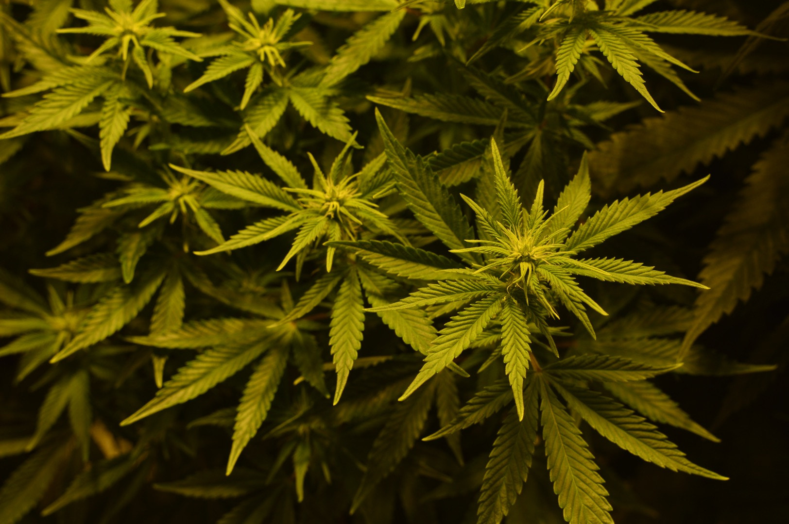 Beautiful Weed Plants - Cannabis Hd - 1624x1080 Wallpaper 