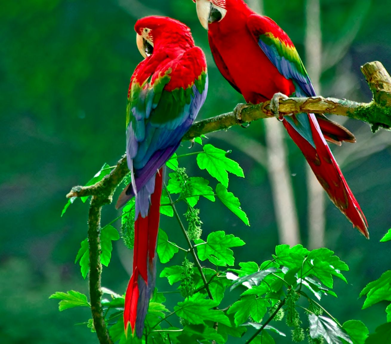 Macaw Wallpapers 12 1440 X - Red Parrot - HD Wallpaper 