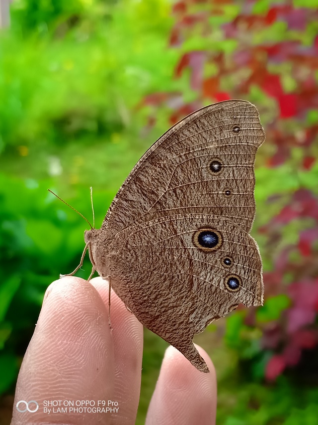 Ringlet - HD Wallpaper 