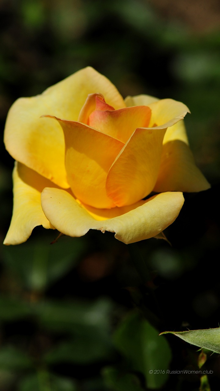 Xiaomi Redmi Note 4g Background - Papel De Parede Para Lg K8 - HD Wallpaper 