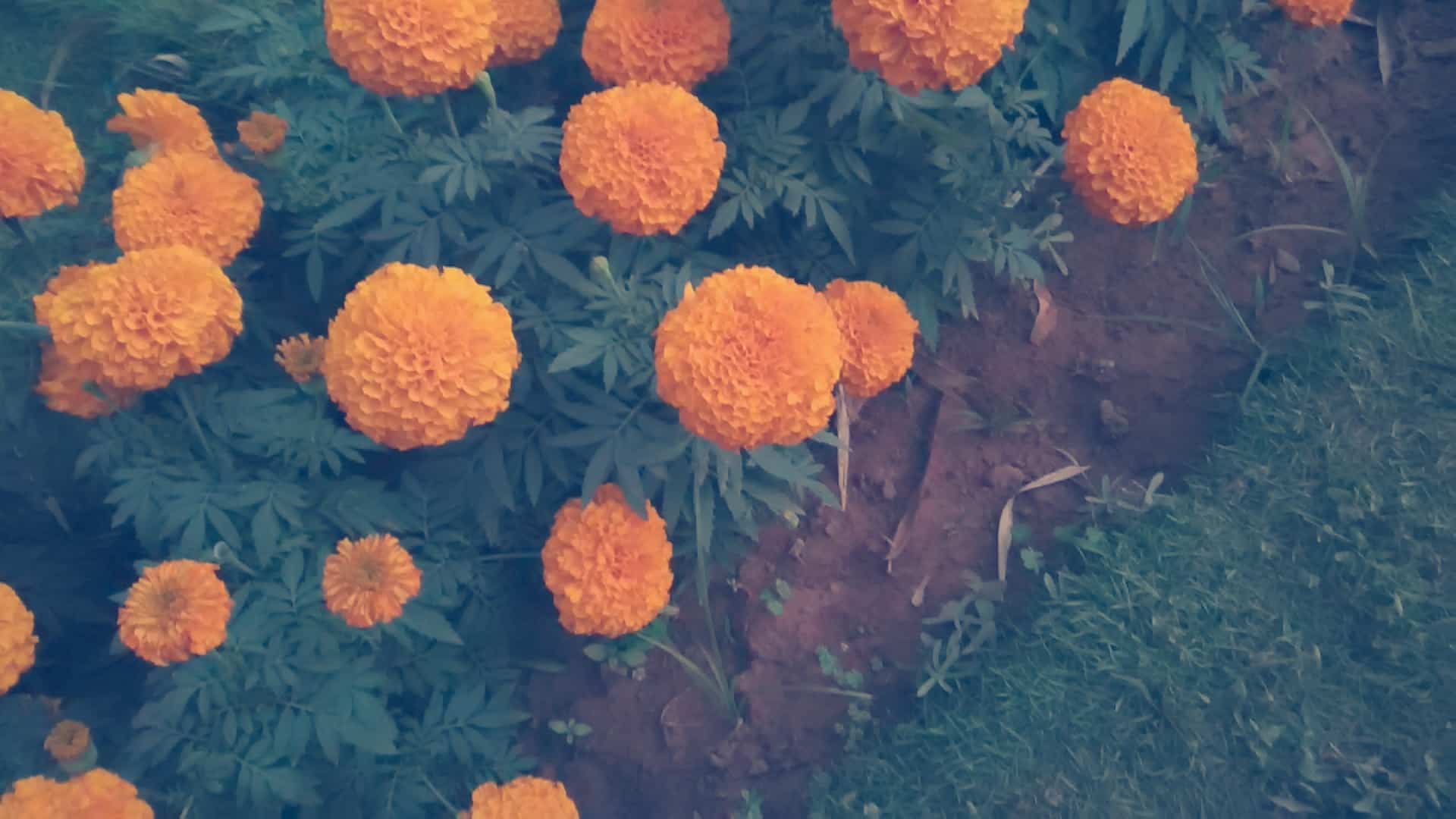 Tagetes Patula - HD Wallpaper 