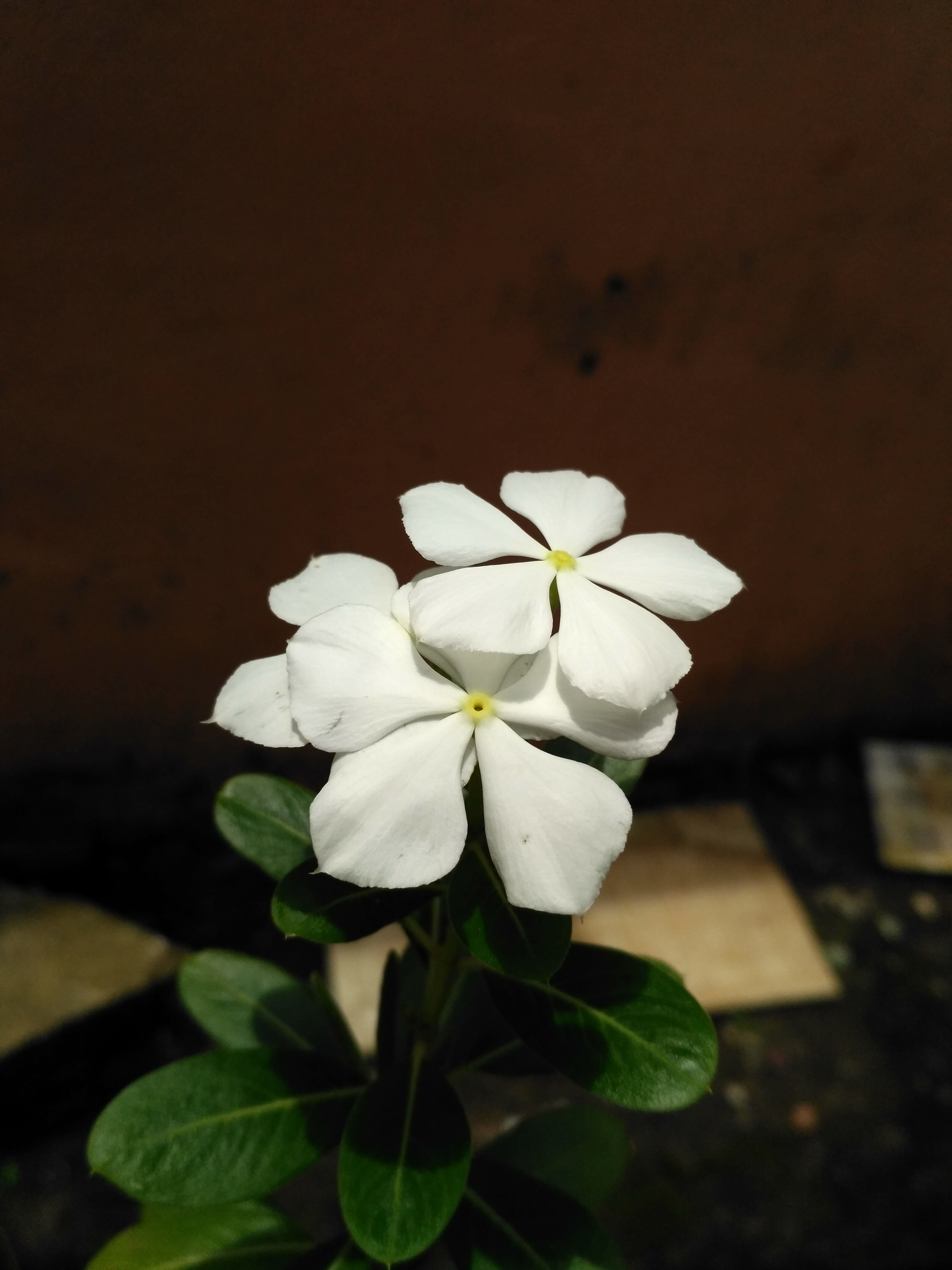 Frangipani - HD Wallpaper 