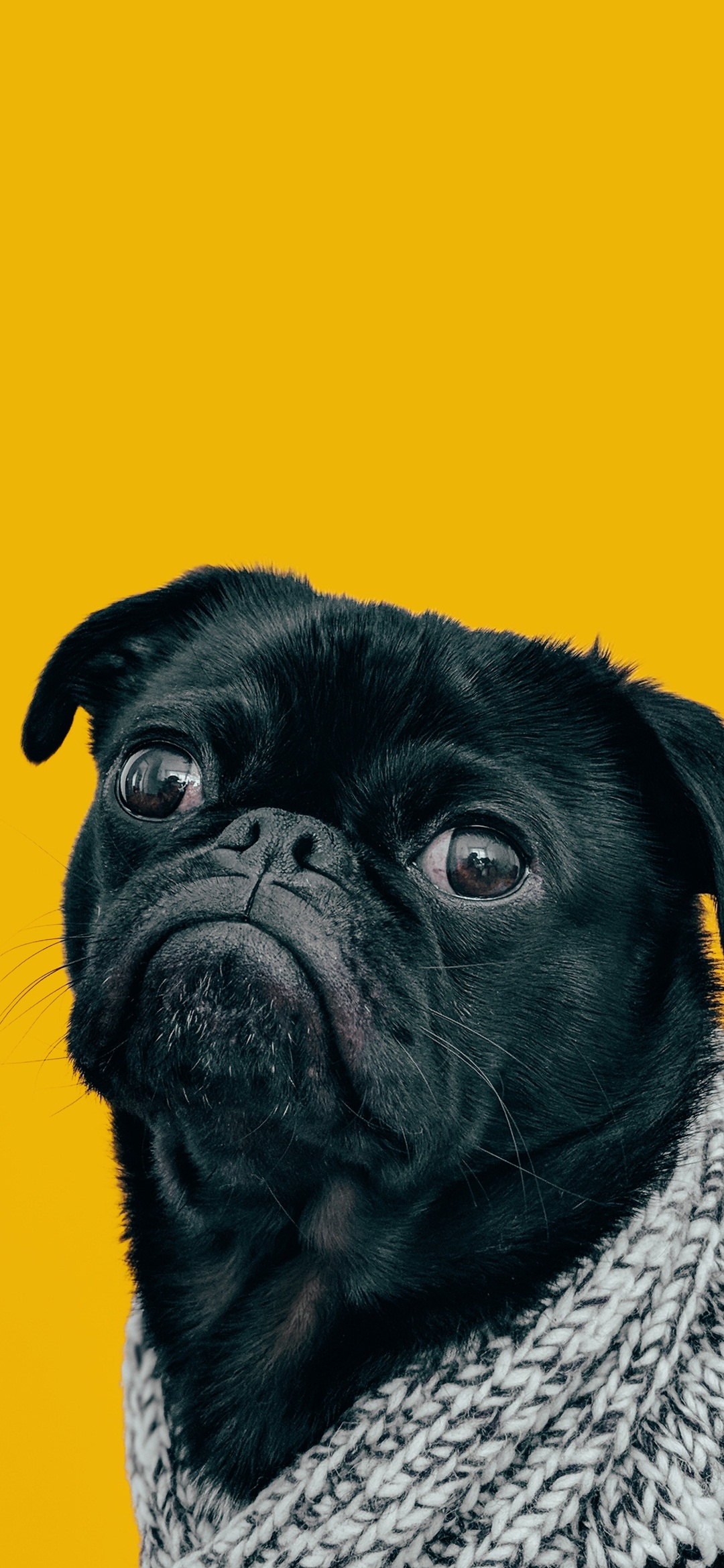 Redmi Note 7 Pro Wallpapers - Pug With Yellow Background - HD Wallpaper 