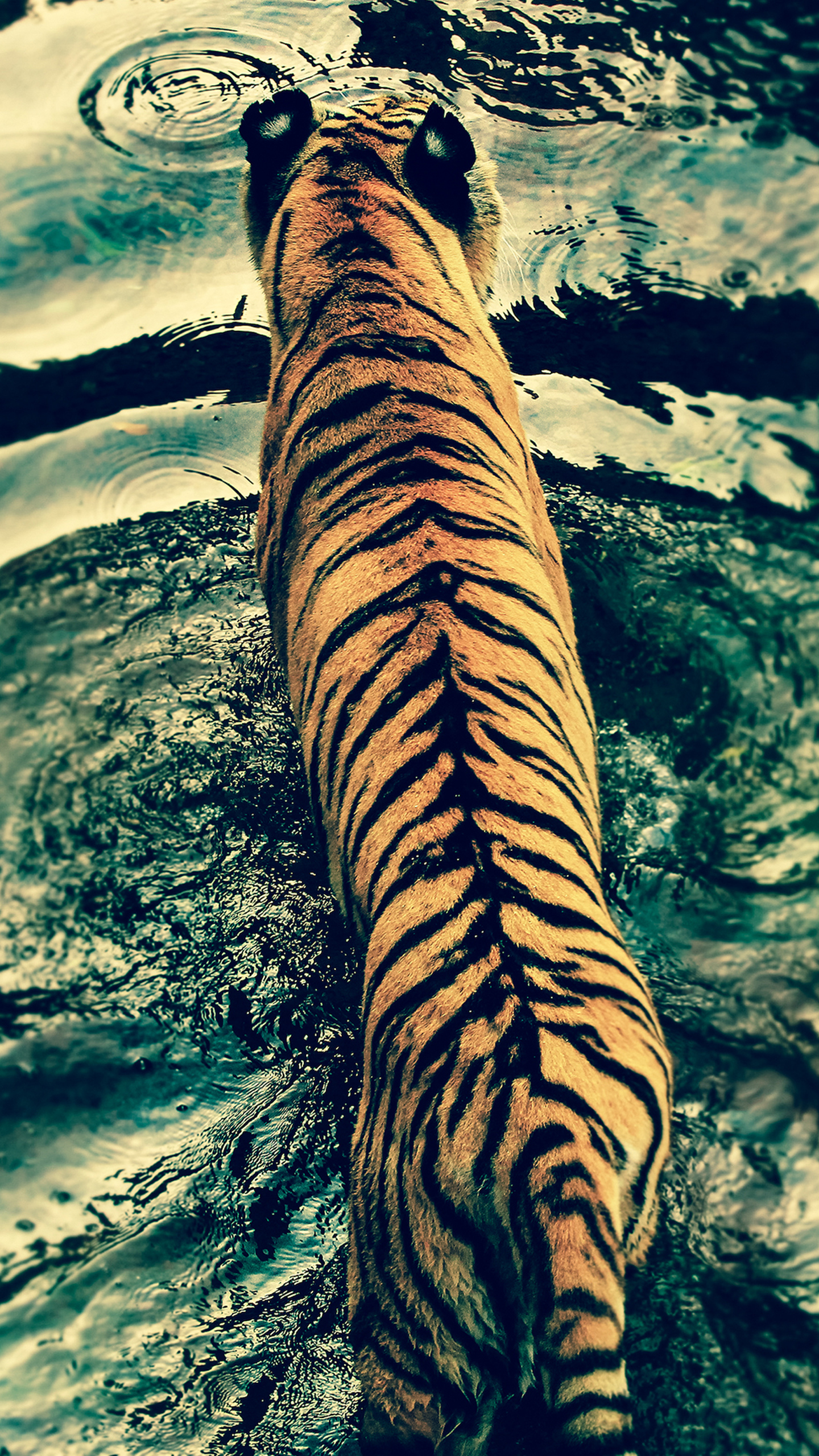 Mi Mobile Wallpaper Hd - HD Wallpaper 