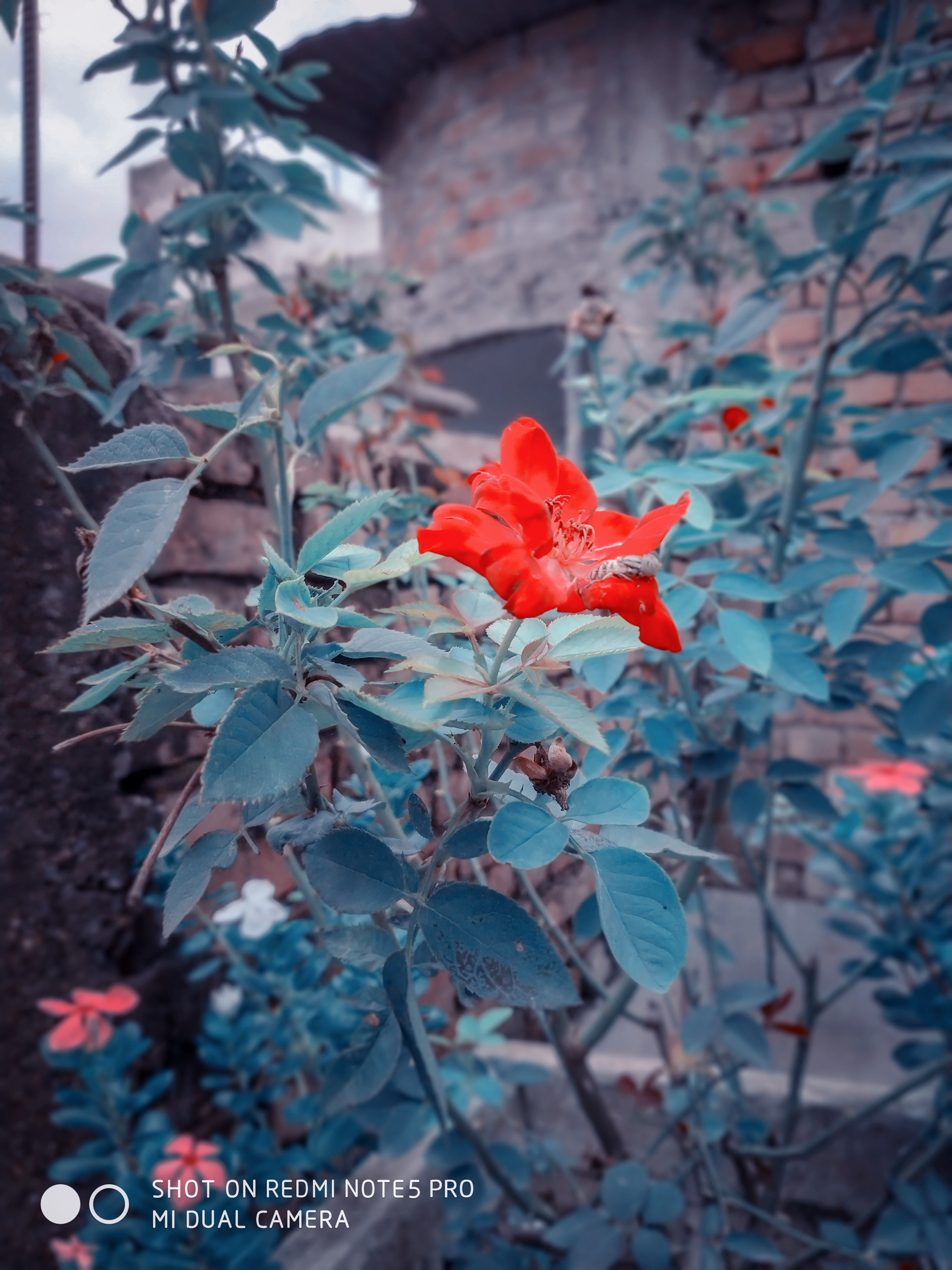 Red Mi Wallpaper - HD Wallpaper 