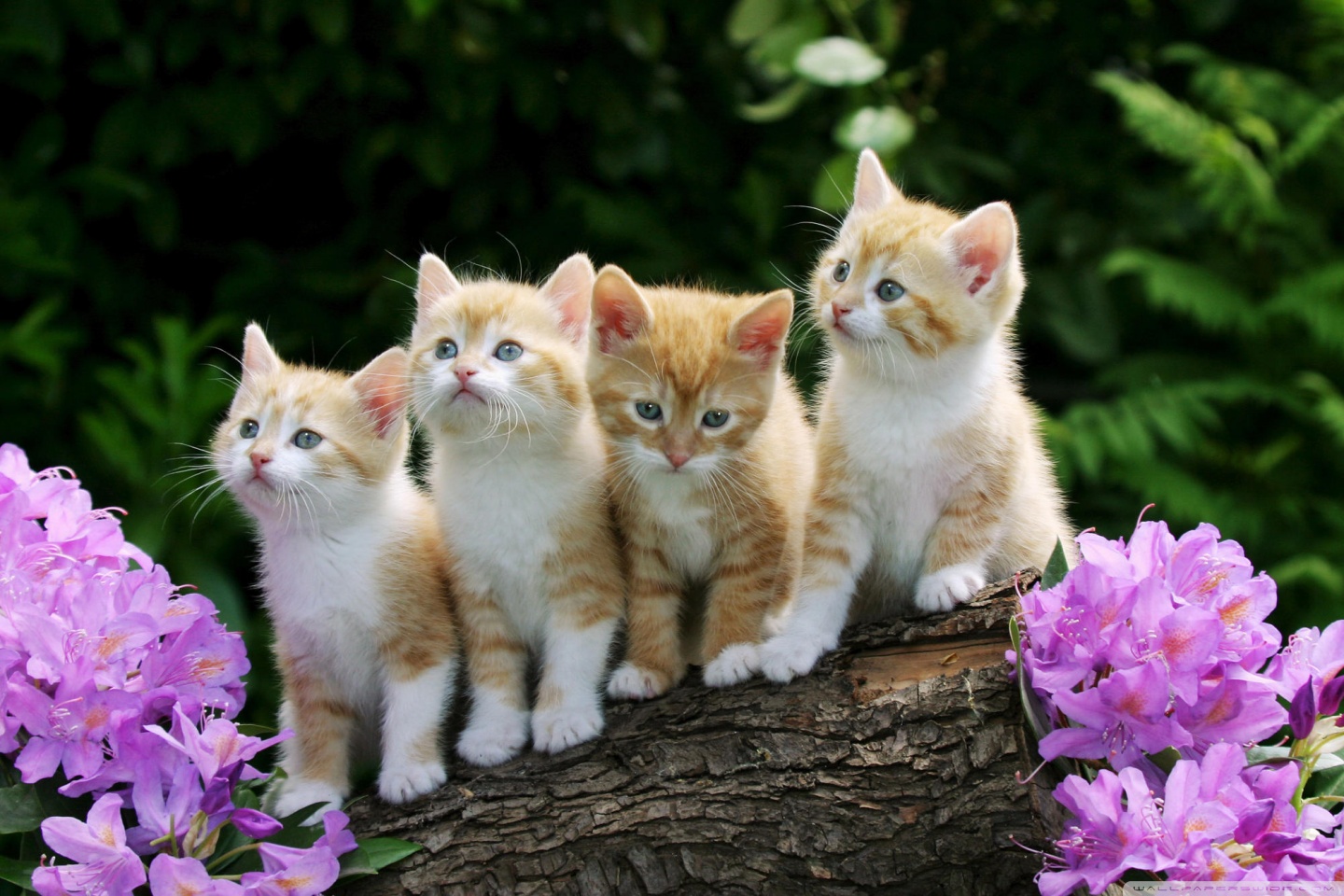 Desktop Backgrounds Kittens - HD Wallpaper 