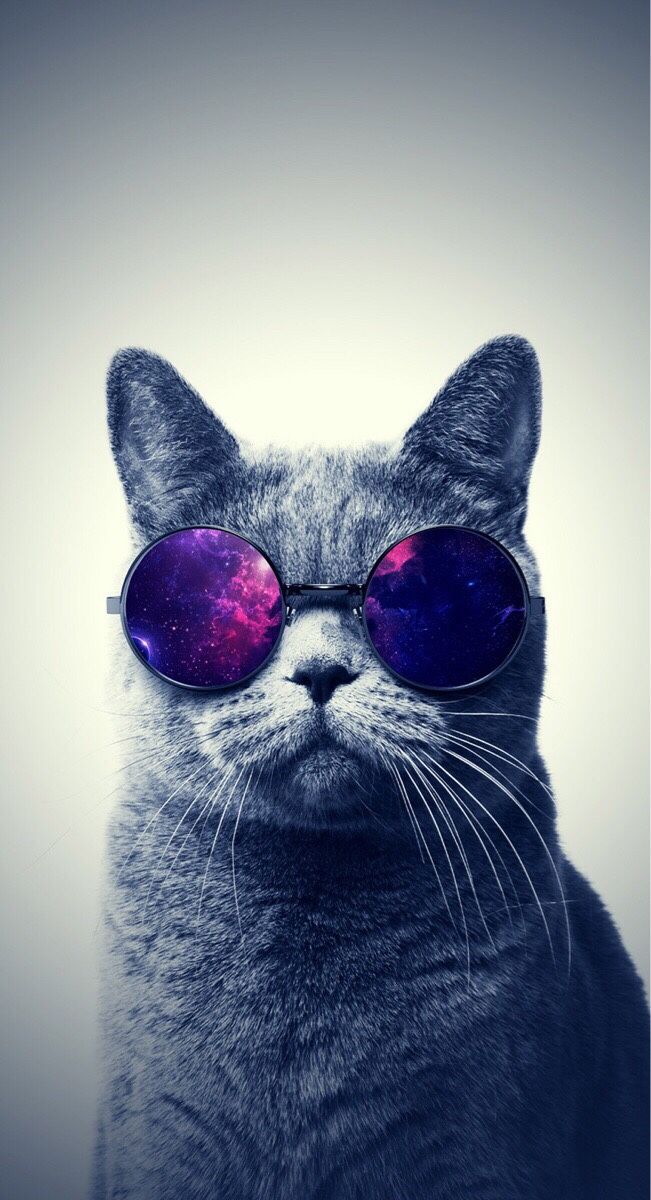 Cool Cat Wallpaper Iphone - HD Wallpaper 