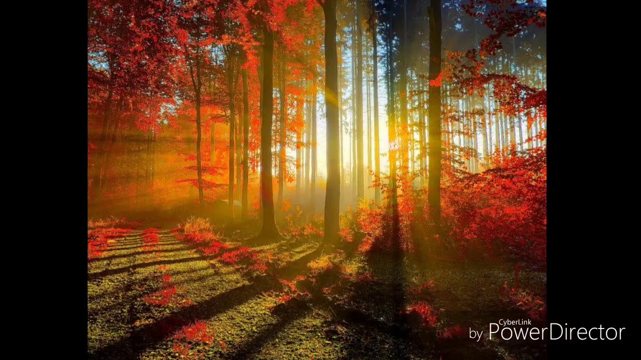 Bosque Con La Puesta De Sol - HD Wallpaper 