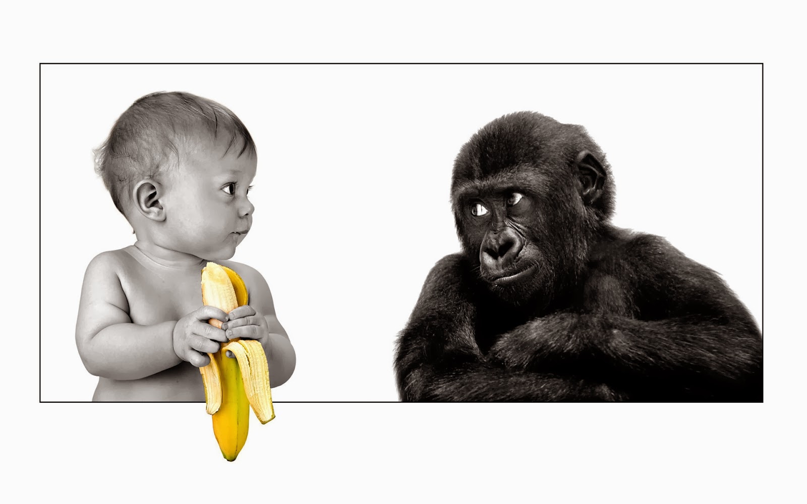 Poster Gorilla Baby - HD Wallpaper 